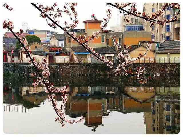 摄影欣赏——桐城：疫净花开，春景“洗肺”-7.jpg