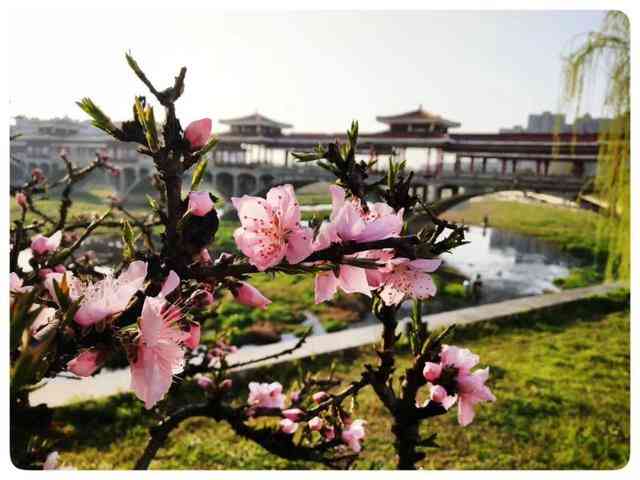 摄影欣赏——桐城：疫净花开，春景“洗肺”-8.jpg