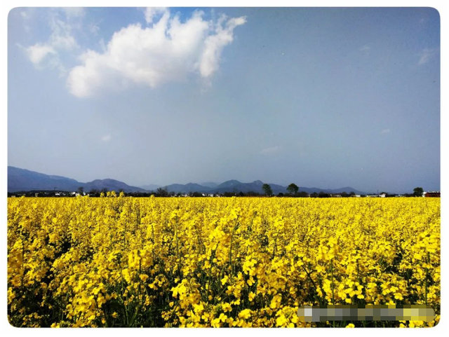 摄影欣赏——桐城：疫净花开，春景“洗肺”-14.jpg