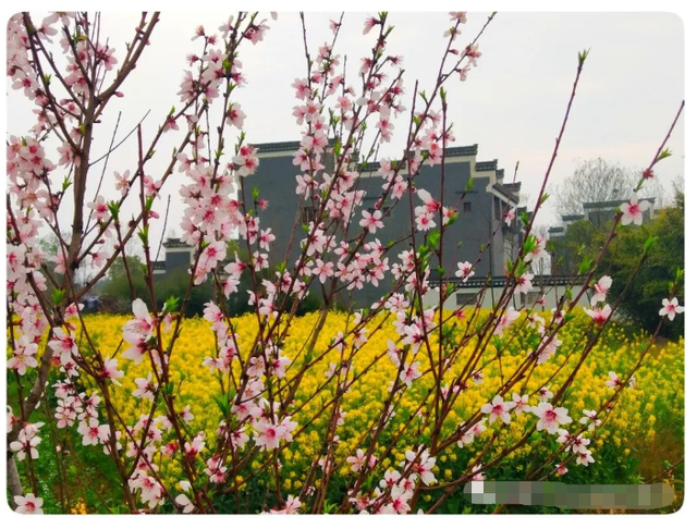摄影欣赏——桐城：疫净花开，春景“洗肺”-21.jpg