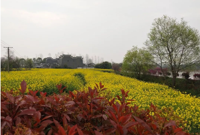 摄影欣赏——桐城：疫净花开，春景“洗肺”-22.jpg