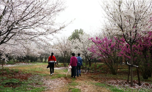 摄影欣赏——桐城：疫净花开，春景“洗肺”-23.jpg