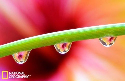 荒野狂欢 美国《国家地理》最佳野外摄影-7.jpg