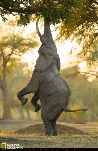 荒野狂欢 美国《国家地理》最佳野外摄影-8.jpg