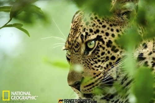 荒野狂欢 美国《国家地理》最佳野外摄影-18.jpg