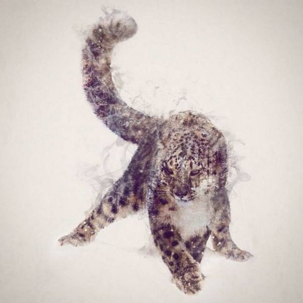 双重曝光的动物画像-8.jpg