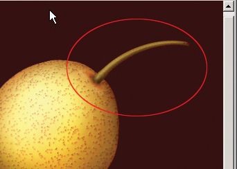 Photoshop鼠绘一只逼真的白梨-11.jpg