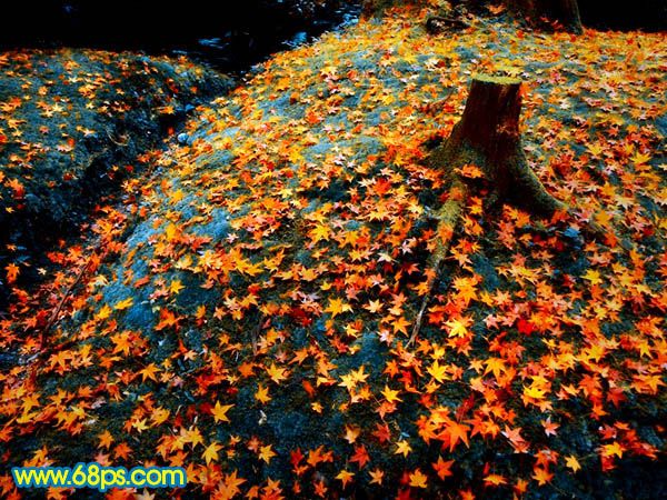 Photoshop打造一幅橙黄的落叶图-2.jpg