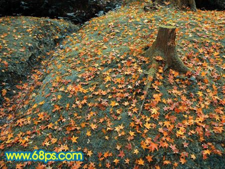 Photoshop打造一幅橙黄的落叶图-6.jpg
