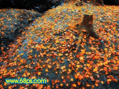 Photoshop打造一幅橙黄的落叶图-10.jpg