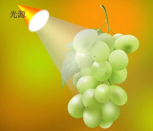 Photoshop鼠绘实例：鲜美葡萄-2.jpg