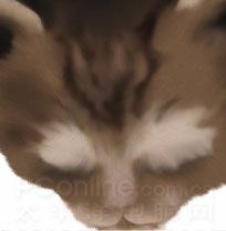 Photoshop鼠绘教程：可爱的小猫-10.jpg