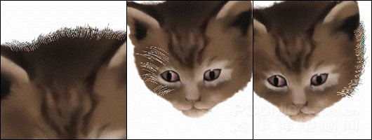 Photoshop鼠绘教程：可爱的小猫-15.jpg