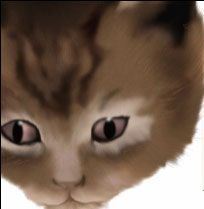 Photoshop鼠绘教程：可爱的小猫-16.jpg