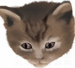 Photoshop鼠绘教程：可爱的小猫-17.jpg