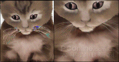 Photoshop鼠绘教程：可爱的小猫-23.gif