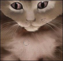 Photoshop鼠绘教程：可爱的小猫-24.jpg