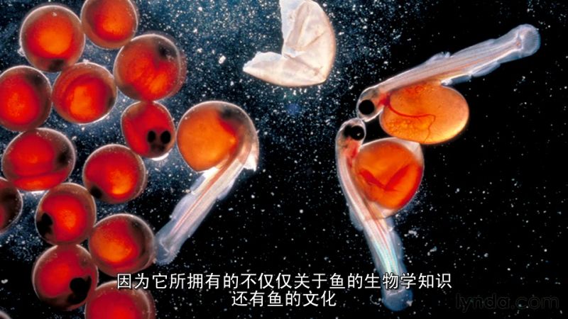 如何把握瞬间创意灵感摄影教程（中文字幕）-1.jpg