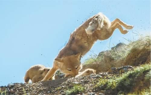 大美天地 生灵世界――李善元野生生物摄影作品解读-2.jpg