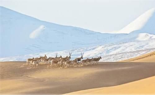 大美天地 生灵世界――李善元野生生物摄影作品解读-3.jpg