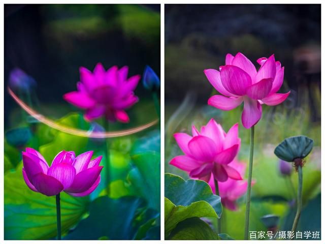 荷花摄影6大忌讳你犯了吗，你的荷花照片，别被这些错误...-16.jpg