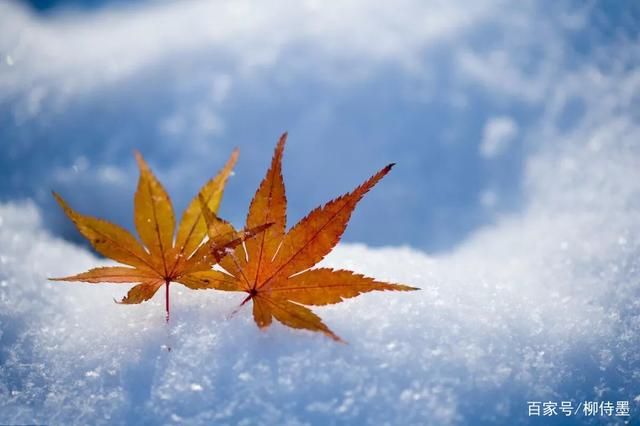 学习摄影技巧，提升照片质量，把秋景和雪景拍成风景大片-11.jpg