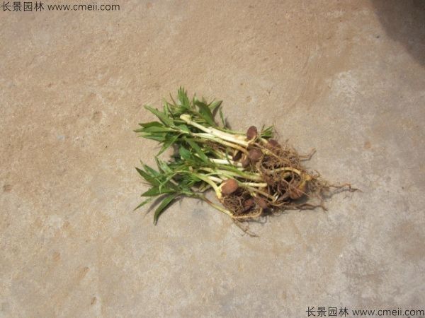 桃树的种植和养护方法，掌握好了在家也能种-2.jpg