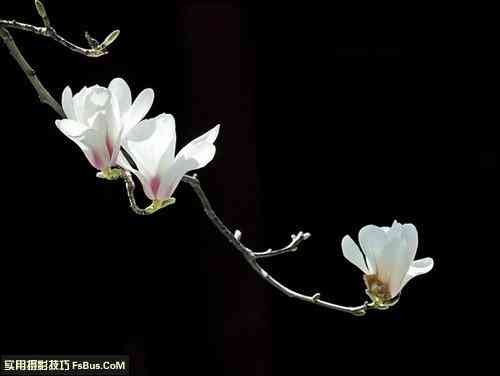 花卉题材的拍摄问题全面解读-13.jpg