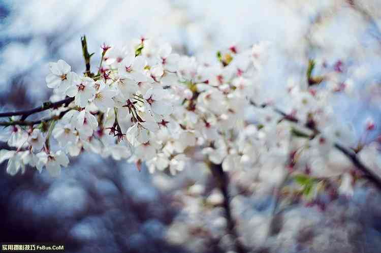 简单七招教你拍好花卉摄影-6.jpg