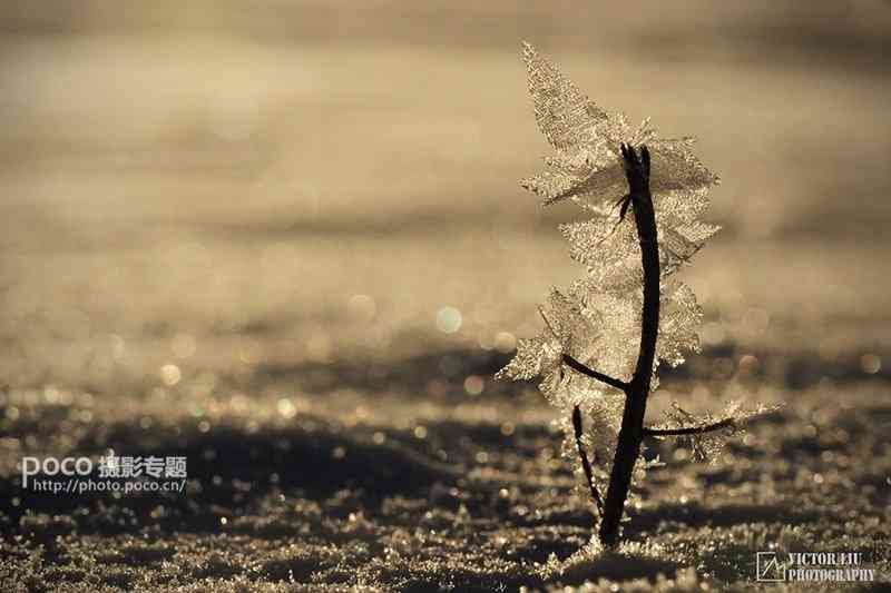 浅谈微型风景摄影的用光-1.jpg