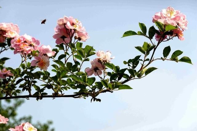 北京植物园月季花儿欣赏-14.jpg