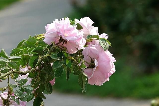 北京植物园月季花儿欣赏-18.jpg