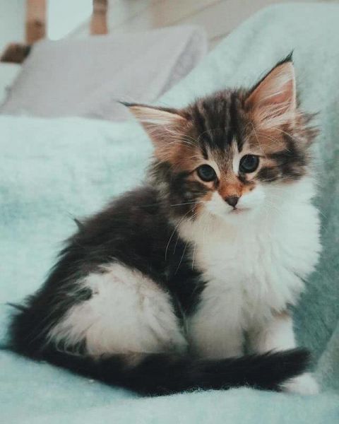 猫界“武松”-1.jpg