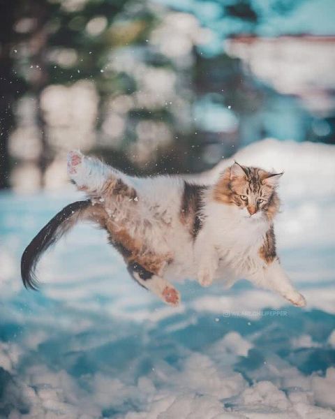 猫界“武松”-2.jpg