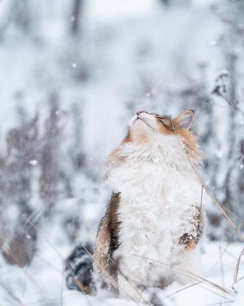 猫界“武松”-3.jpg