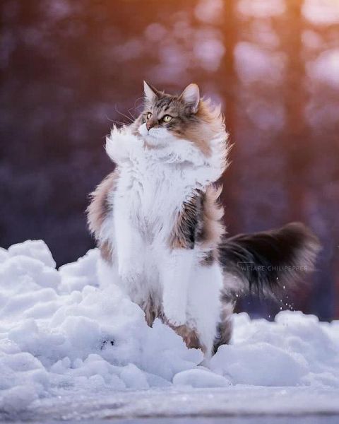 猫界“武松”-4.jpg