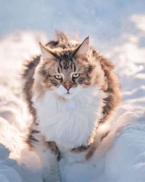 猫界“武松”-5.jpg