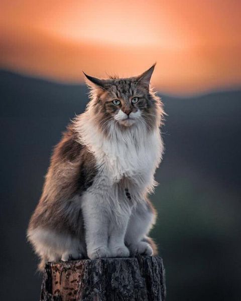 猫界“武松”-6.jpg