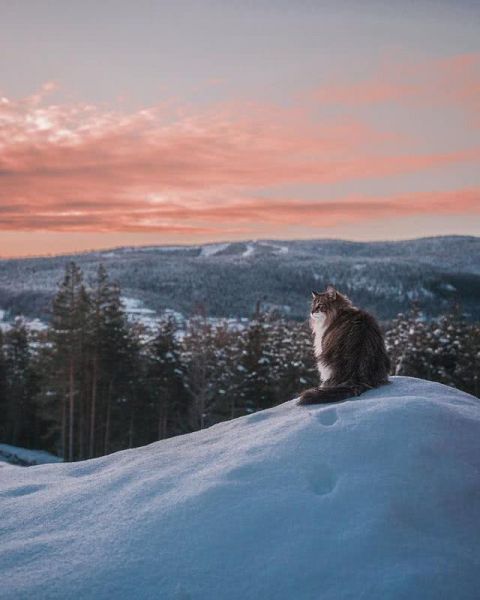 猫界“武松”-7.jpg
