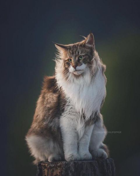 猫界“武松”-9.jpg