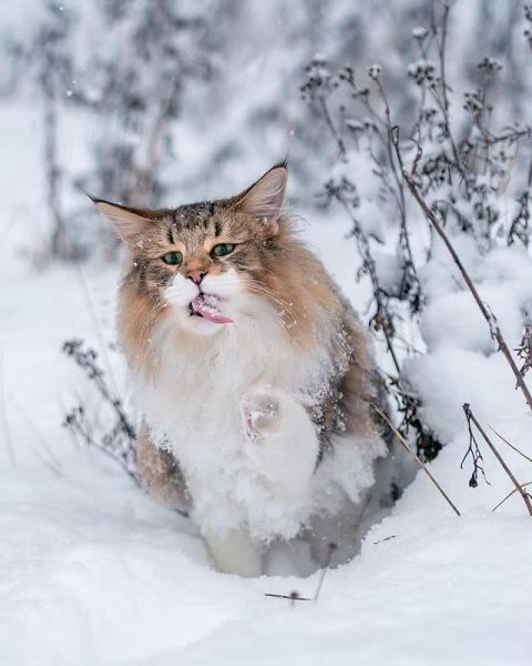 猫界“武松”-10.jpg