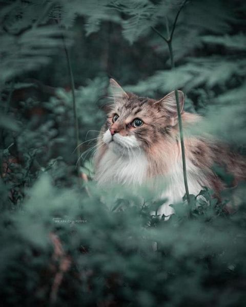 猫界“武松”-12.jpg
