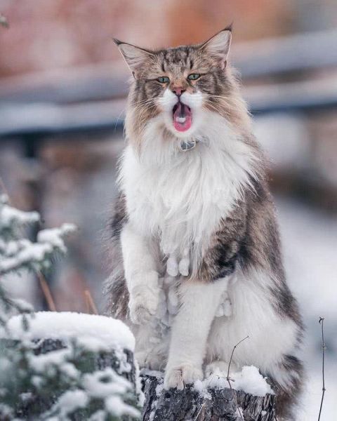 猫界“武松”-13.jpg