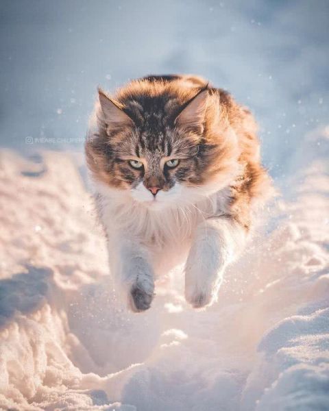 猫界“武松”-15.jpg