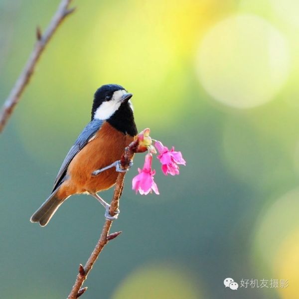 这次构图全了吧-2.jpg