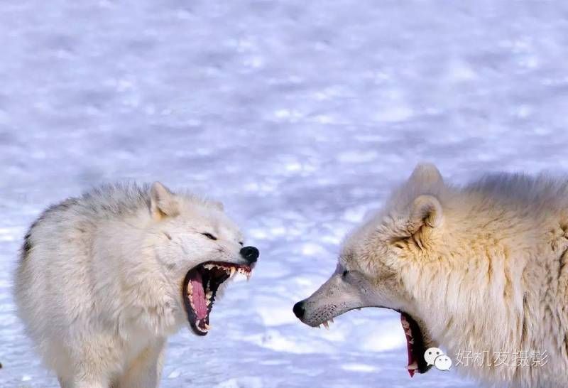 这次构图全了吧-42.jpg