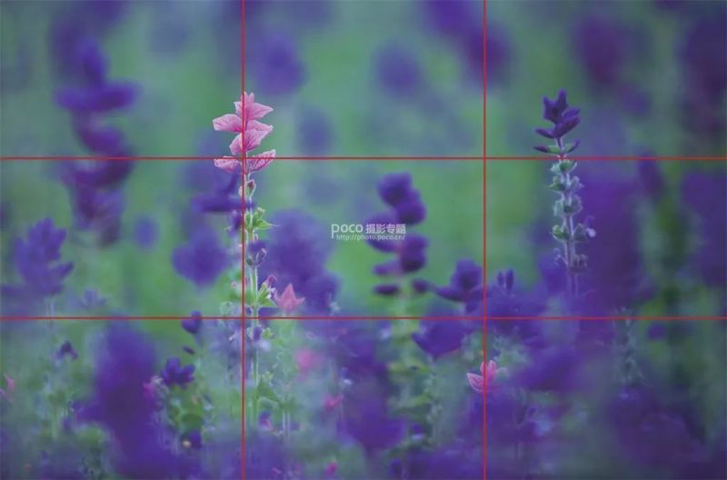 花卉摄影技巧，你知道多少?-3.jpeg