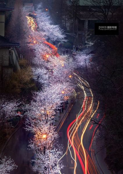 花卉摄影技巧，你知道多少?-6.jpeg