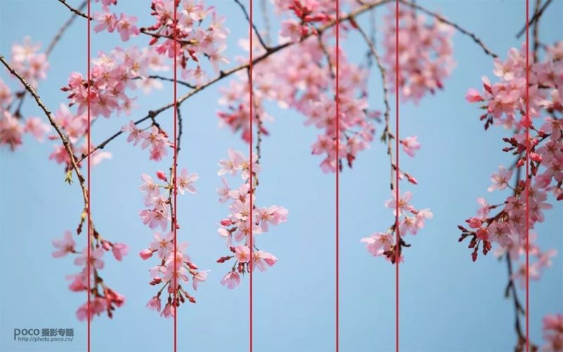 花卉摄影技巧，你知道多少?-7.jpeg