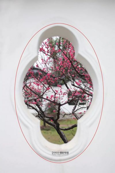 花卉摄影技巧，你知道多少?-11.jpeg